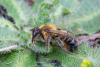 Megachile willughbiella